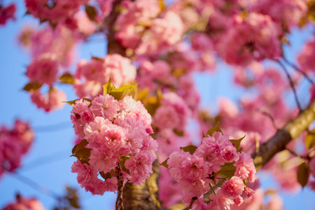 Branch of Prunus Kanzan cherry. Pink double flowers and green leaves in the blue sky background,...