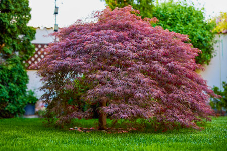 Red foliage of the weeping Laceleaf Japanese Maple tree (Acer palmatum) in garden
