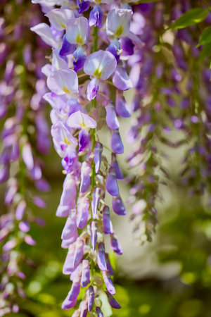 closeup on blossoming white and violet wisteria flowers in springtimeの写真素材