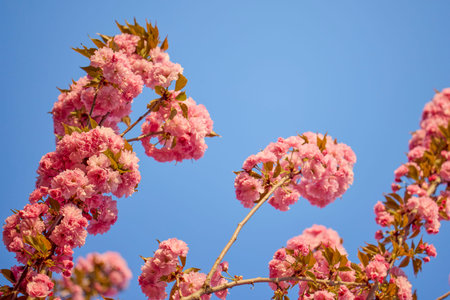 Branch of Prunus Kanzan cherry. Pink double flowers and green leaves in the blue sky background,...