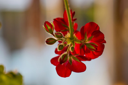 geranium flower, close up with blurred background.