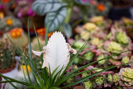 Close up Cacti and Succulents from a plant exhibition.の写真素材