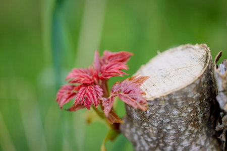a reddish shoot on a cut branch.