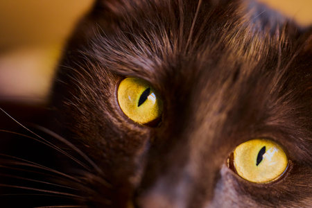 close up with the eyes of a cat.の写真素材