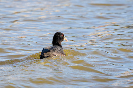 Eurasian coot (Fulica Atra) on water, swimmingの写真素材