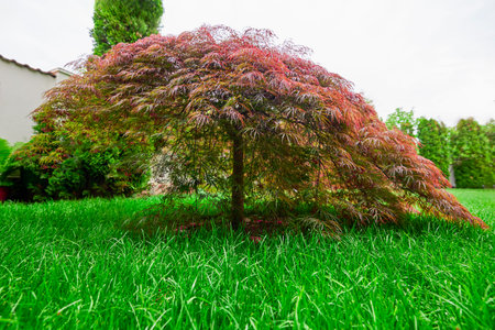 Red foliage of the weeping Laceleaf Japanese Maple tree (Acer palmatum) in garden