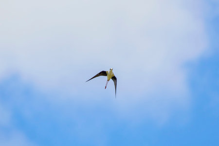 Black winged stilt (Himantopus himantopus) captured while in flightの写真素材