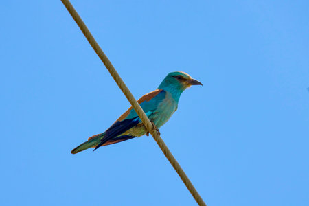 (Coracias garrulus) standing on a power wire.