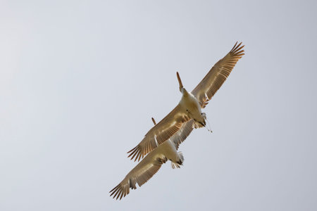 pair of pelicans in flight in the sky migrating towards the Danube delta.