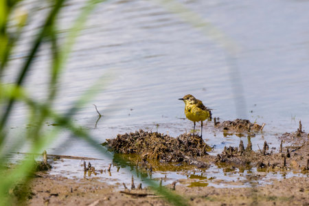 image of Motacilla flava near a water.の写真素材