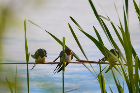 swallows standing on a reed next to a water.