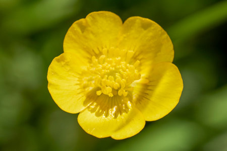 Ficaria verna flowers close-up, yellow spring flowers.