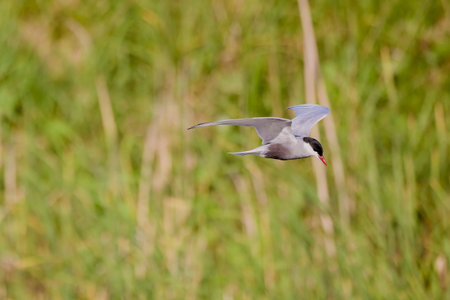 (Sterna Hirundo) in flight in the blue sky.