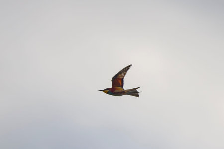 (Merops apiaster) in flight in the blue sky.