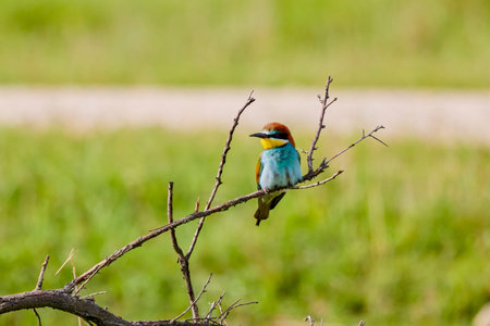 (Merops apiaster) standing on a tree branch