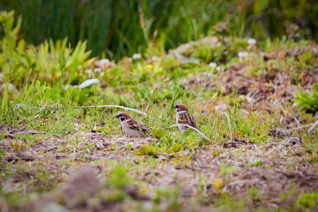 (Fringilla coelebs) looking for food on the ground.