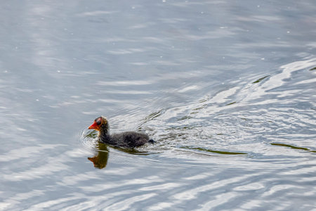 (Fulica atra) with chicks on a lake.の写真素材