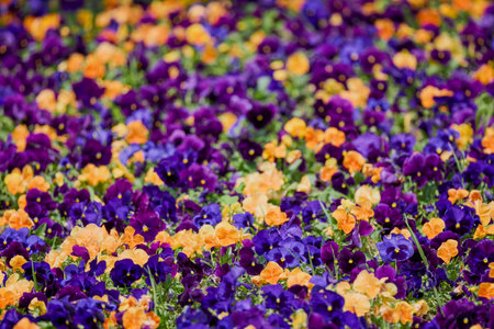 close up with beautifully colored flowers in the park.