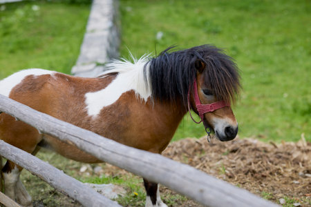 a beautiful pony in a country yard.の写真素材