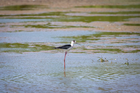 Himantopus himantopus, sits by a lakeの写真素材