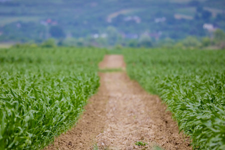 landscape with field of young corn separated by a ploughの写真素材