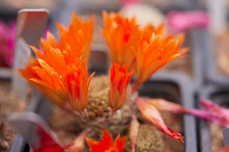 beautiful image with cactus of different species in a blurred backgroundの写真素材