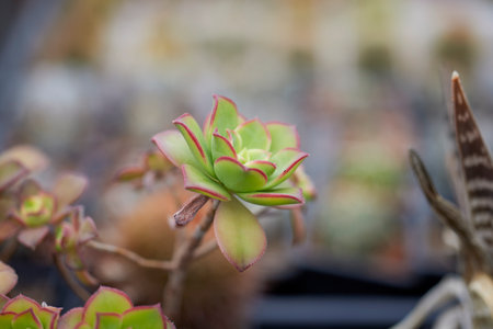 beautiful image with cactus of different species in a blurred backgroundの写真素材