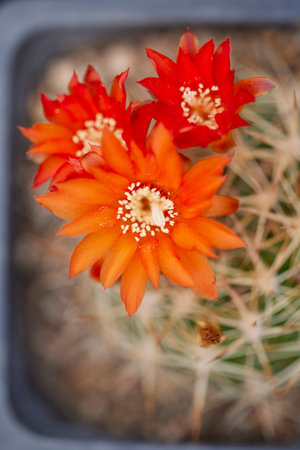 beautiful image with cactus of different species in a blurred background