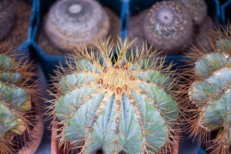 beautiful image with cactus of different species in a blurred background