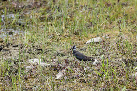 (Vanellus vanellus) sits on the ground near a lake.
