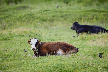 cows sitting on the ground in a farm