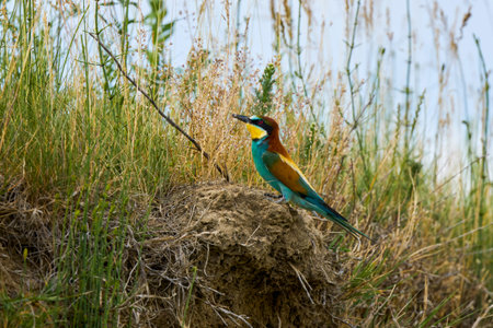 (Merops apiaster) standing near the nest.