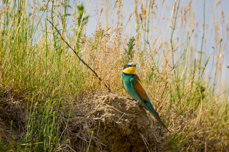 (Merops apiaster) standing near the nest.