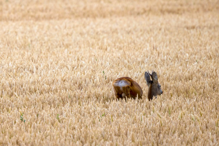 a deer jumping into a field of wheatの写真素材