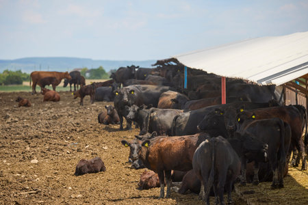 cows in a farm on a sunny summer day