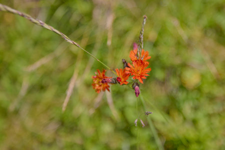 Closeup of a little mountain wild flower.