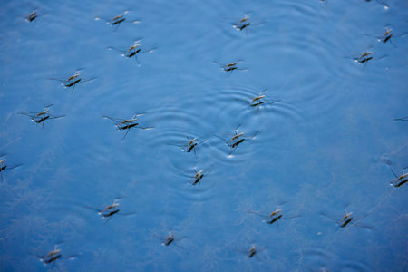group of mosquitoes on the surface of a water.
