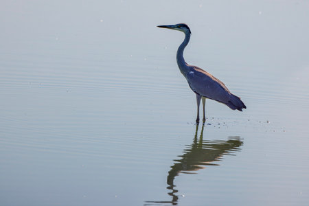 (Ardea cinerea) stands on a lake on a hot summer day.の写真素材