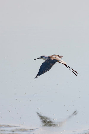 (Himantopus himantopus) in flight over a lake