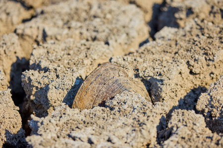 a large clam in the cracks of the earth in a dry lakeの写真素材