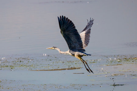 (Ardea cinerea) flying over a lake in sunny dayの写真素材