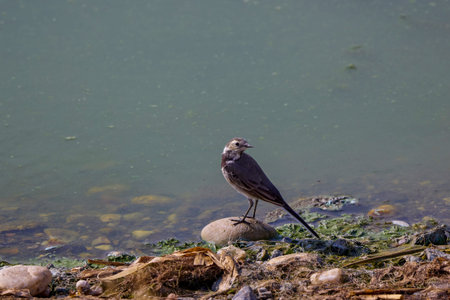 wading birds on a lake on a summer day