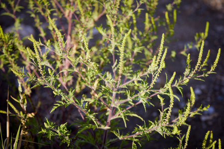 close up with a ragweed plant, one of the most common allergic plantsの写真素材