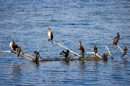 cormorants sit on the branches of a tree on a lake.の写真素材