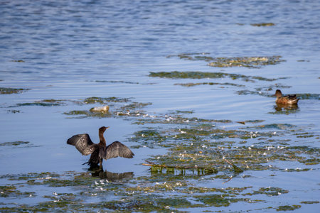 cormorant sitting on the vegetation on a lake.