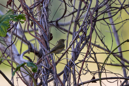 a small bird on a branch on an autumn day