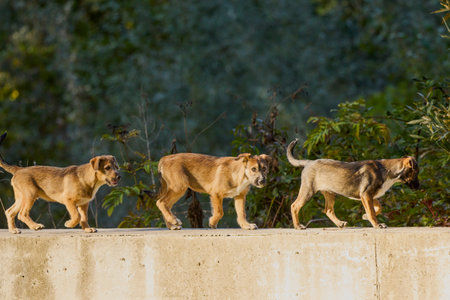 dogs walking on a concrete pier on an autumn day.