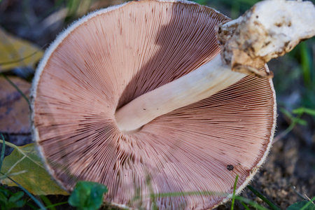a large mushroom in the grass through a forestの写真素材