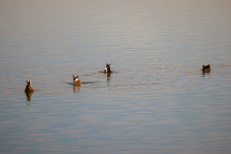 Northern shoveler ducks on a river, swimming and looking for foodの写真素材