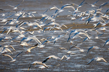 large group of seagulls flying over a lake